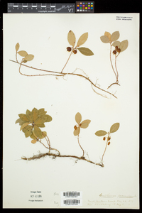 Gaultheria procumbens image