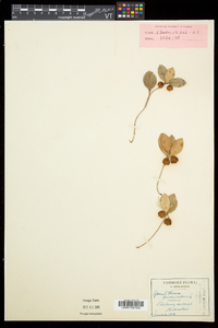 Gaultheria procumbens image