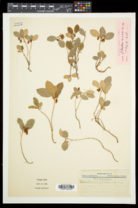 Gaultheria procumbens image