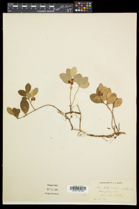 Gaultheria procumbens image