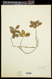 Gaultheria procumbens image