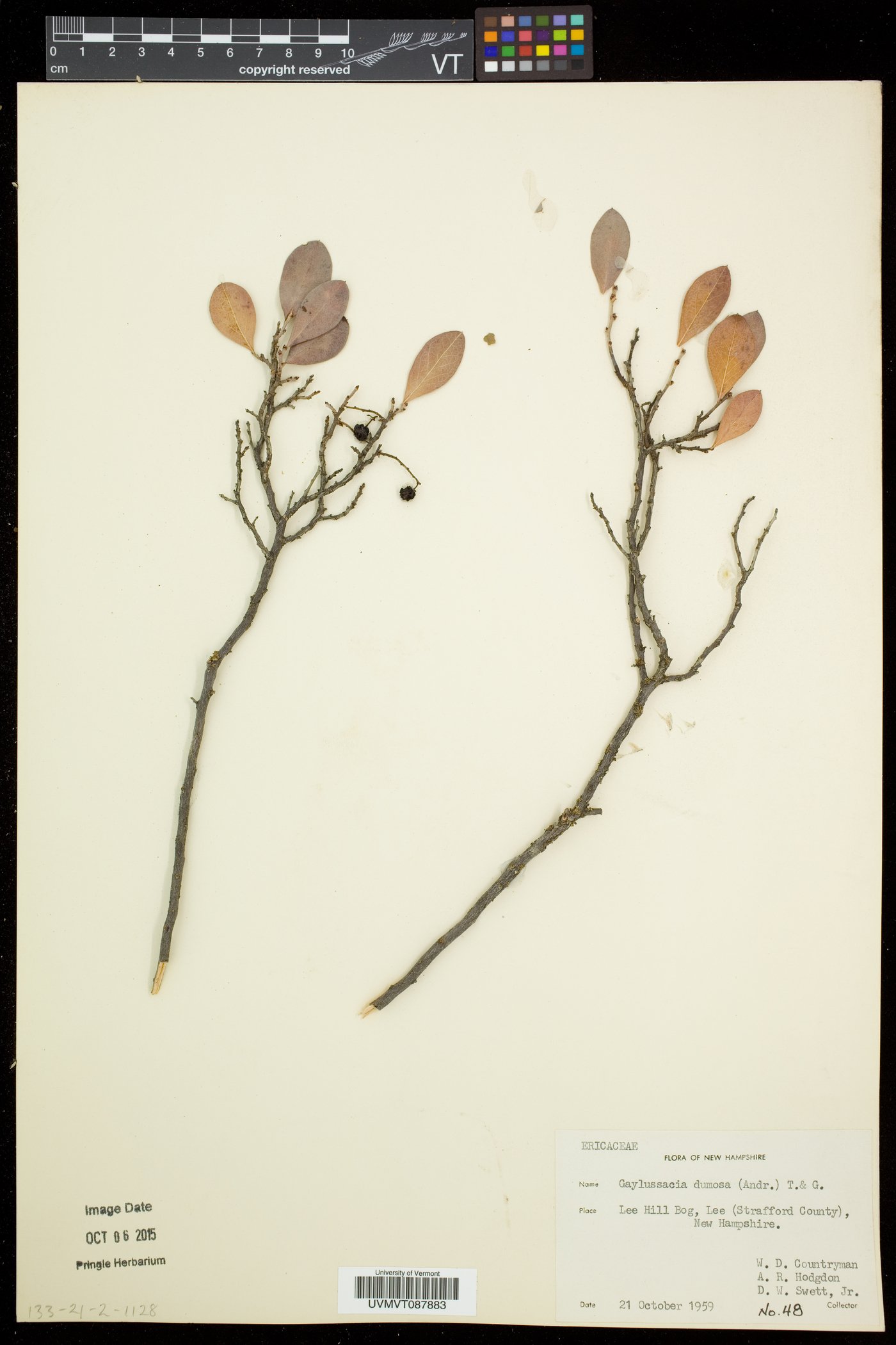 Gaylussacia bigeloviana image