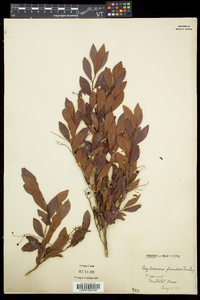 Gaylussacia frondosa image
