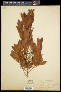 Gaylussacia frondosa image