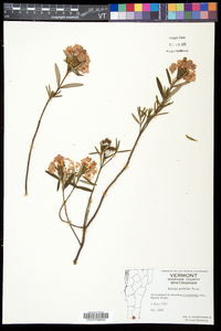 Kalmia polifolia image