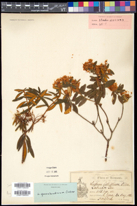 Rhododendron groenlandicum image