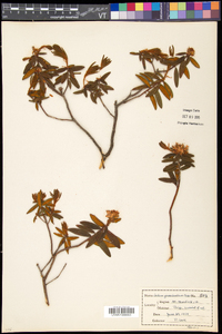 Rhododendron groenlandicum image