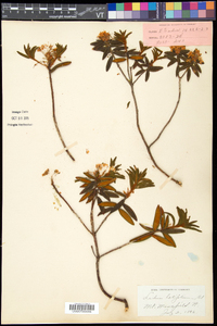 Rhododendron groenlandicum image