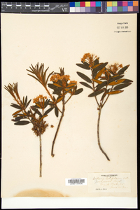 Rhododendron groenlandicum image