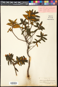 Rhododendron groenlandicum image