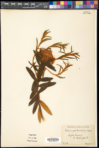 Rhododendron groenlandicum image