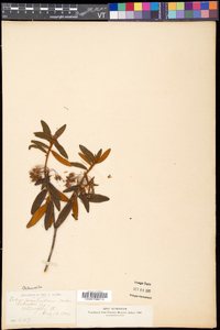 Rhododendron groenlandicum image