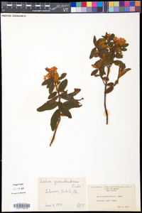 Rhododendron groenlandicum image