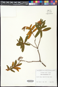 Rhododendron groenlandicum image