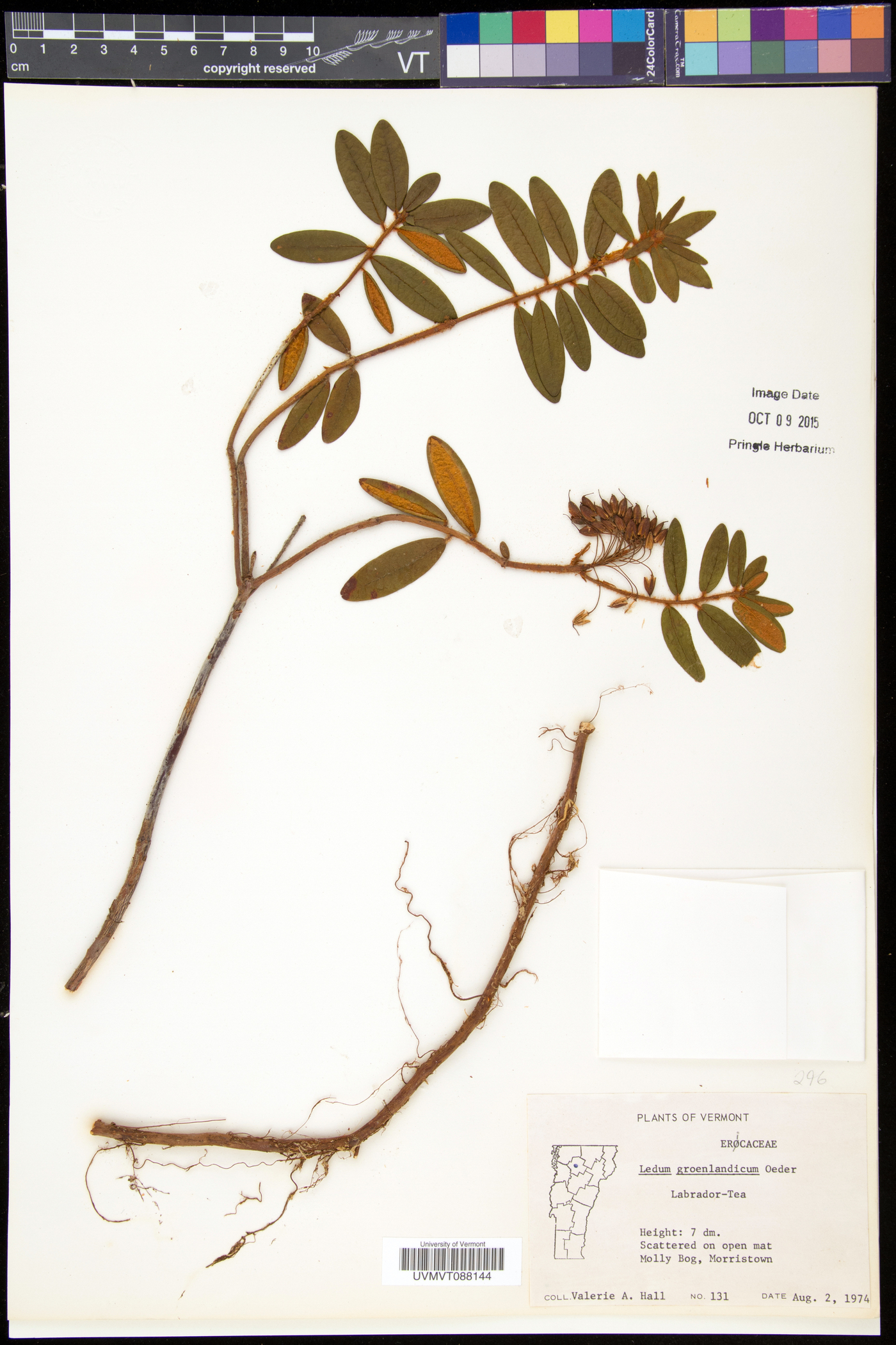 Rhododendron groenlandicum image