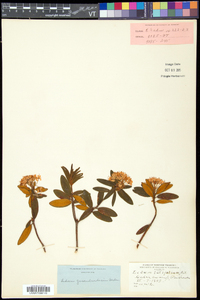Rhododendron groenlandicum image
