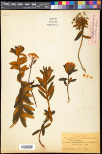 Rhododendron groenlandicum image