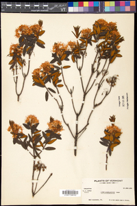 Rhododendron groenlandicum image