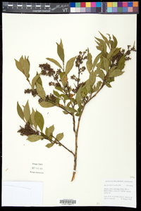 Lyonia ligustrina var. ligustrina image