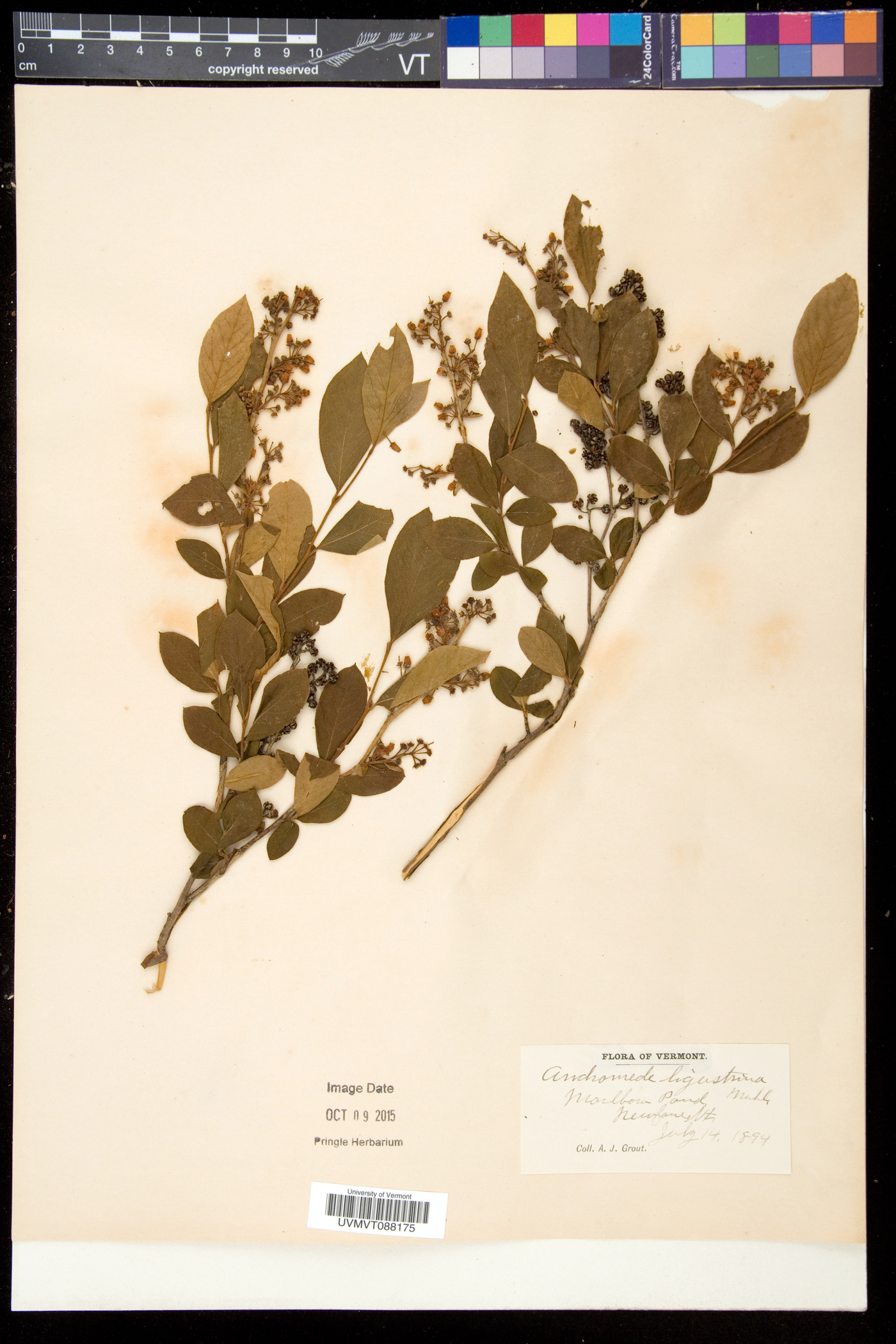 Lyonia ligustrina var. ligustrina image