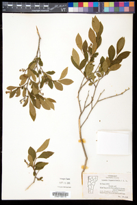 Lyonia ligustrina var. ligustrina image