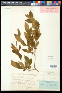 Lyonia ligustrina var. ligustrina image