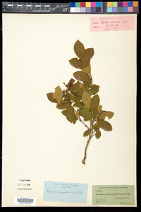 Lyonia ligustrina var. ligustrina image