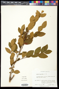 Lyonia ligustrina var. ligustrina image