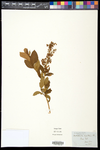 Lyonia ligustrina var. ligustrina image