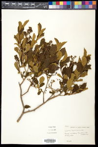 Lyonia ligustrina var. ligustrina image