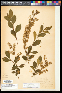 Lyonia ligustrina var. ligustrina image