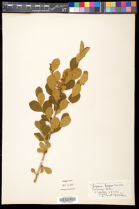 Lyonia ligustrina var. ligustrina image