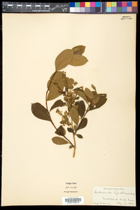 Lyonia ligustrina var. ligustrina image