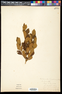 Lyonia ligustrina var. ligustrina image