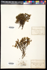 Kalmia procumbens image