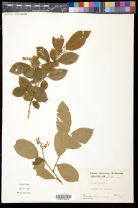 Lyonia ligustrina var. ligustrina image