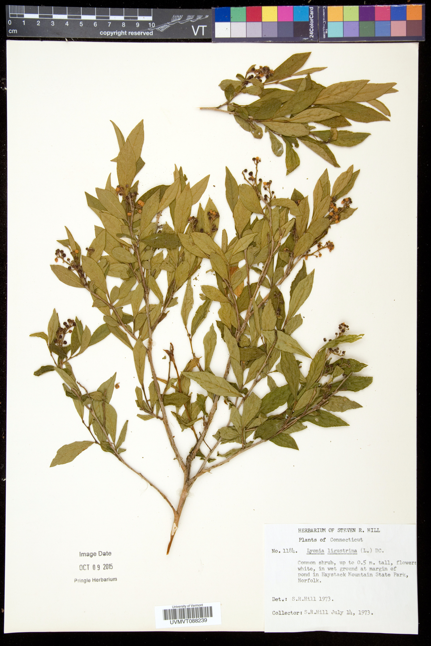 Lyonia ligustrina var. ligustrina image