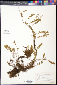 Vaccinium macrocarpon image