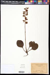 Pyrola americana image