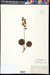 Pyrola americana image