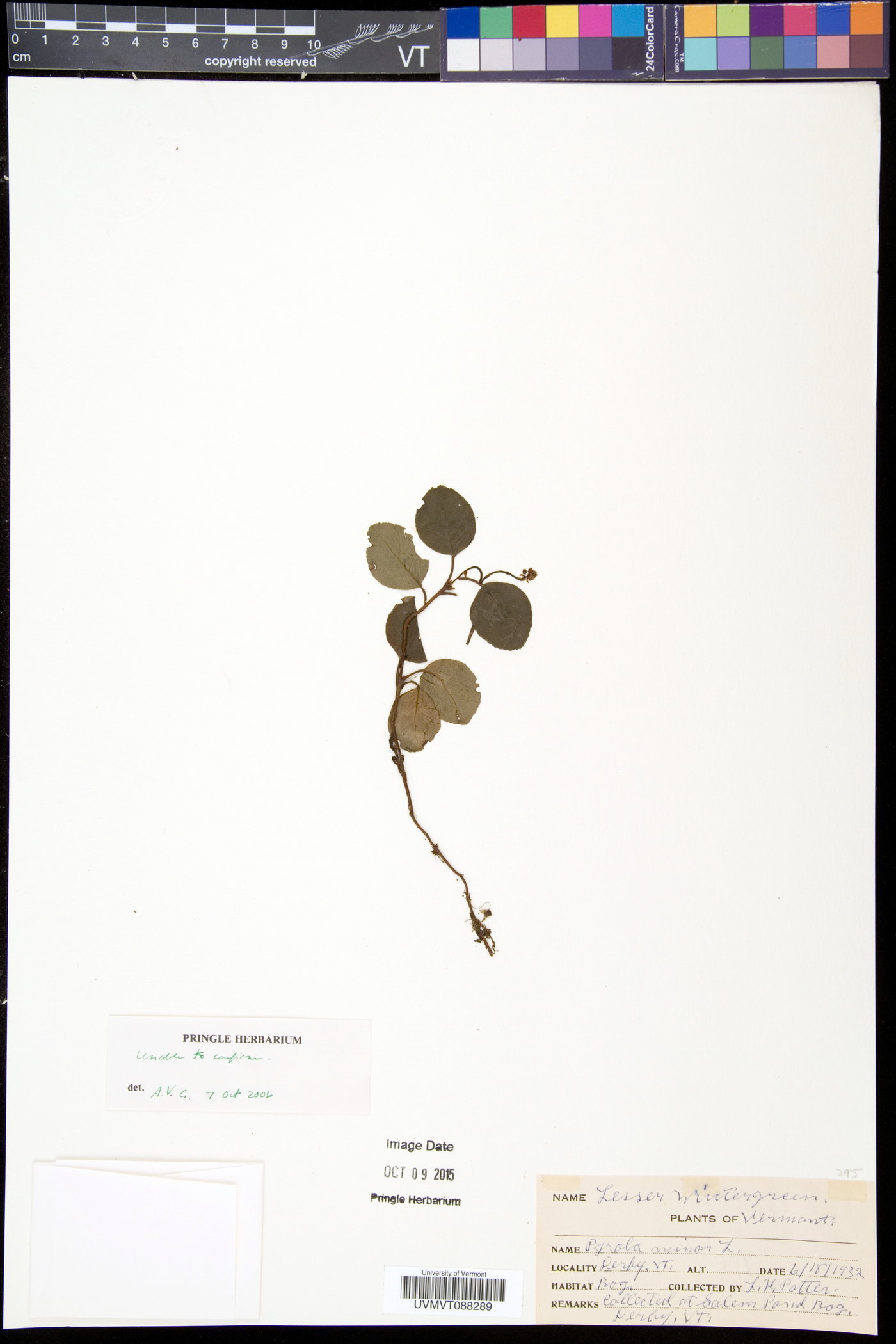 Pyrola minor image
