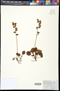 Pyrola chlorantha image