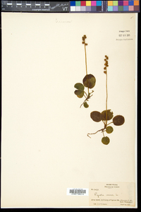 Pyrola minor image