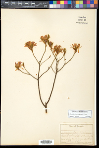 Rhododendron canadense image