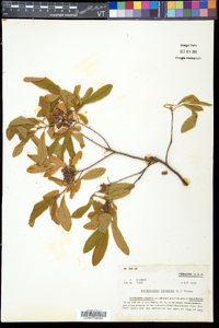 Rhododendron canadense image