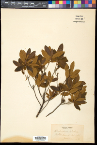 Rhododendron canadense image