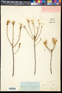 Rhododendron canadense image