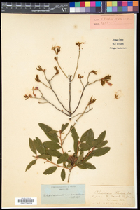 Rhododendron canadense image