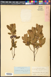 Rhododendron canadense image