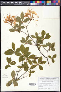 Rhododendron prinophyllum image